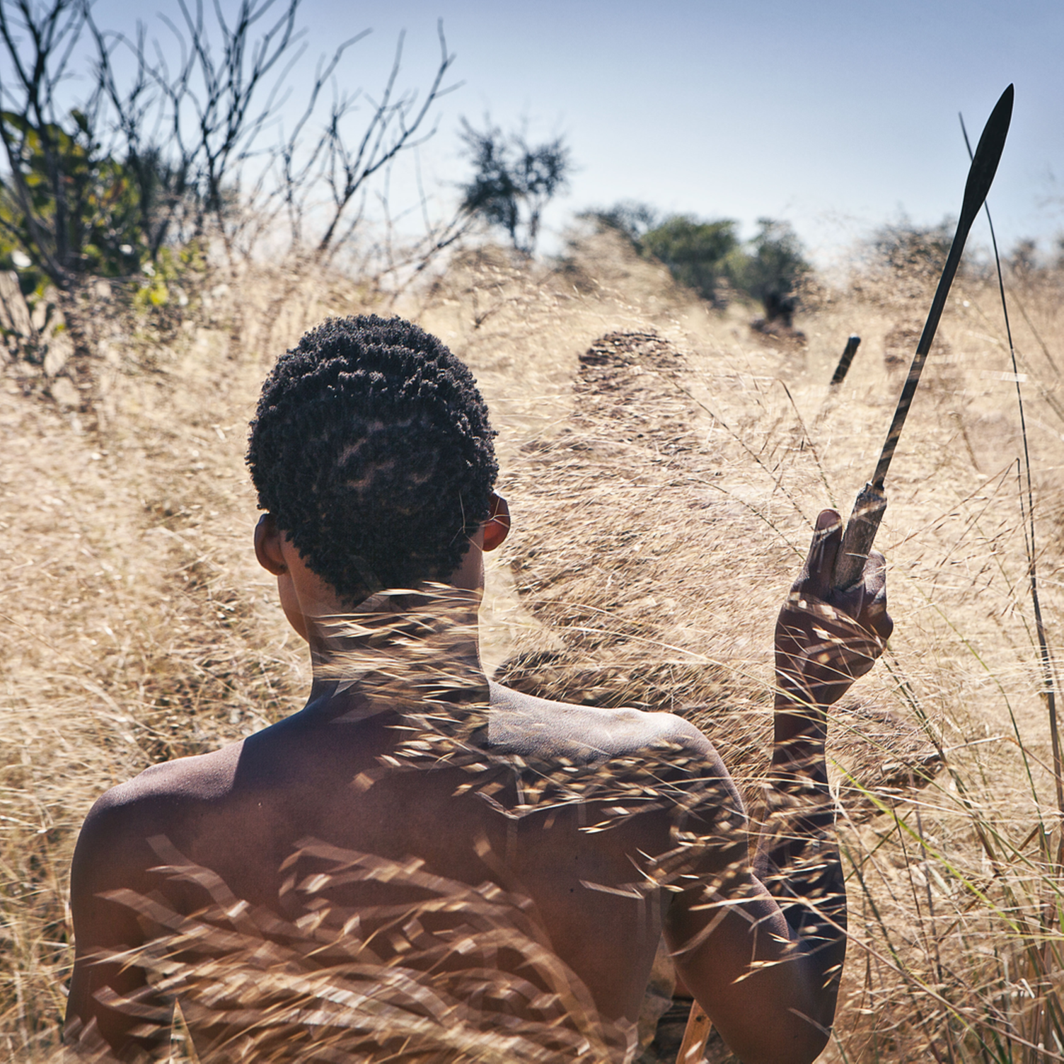 Un chasseur Bushmen marchant de dos dans les hautes herbes