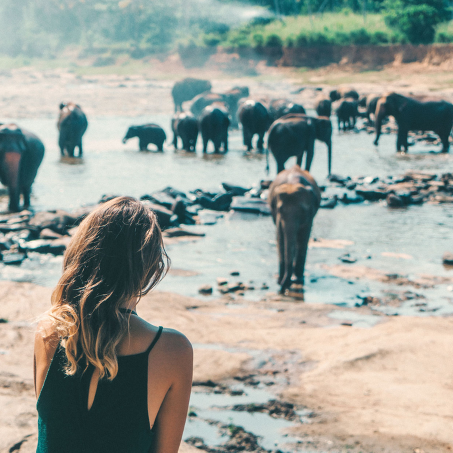 Voyageuse au sanctuaire des éléphants de Polonnaruwa au Sri Lanka