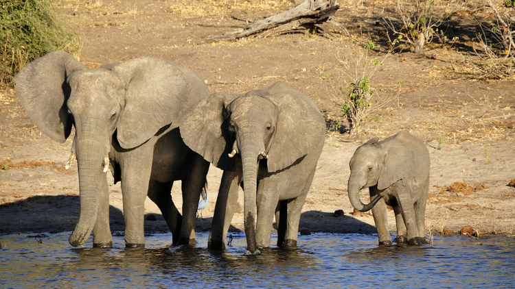 Eléphants buvant les pieds dans l'eau