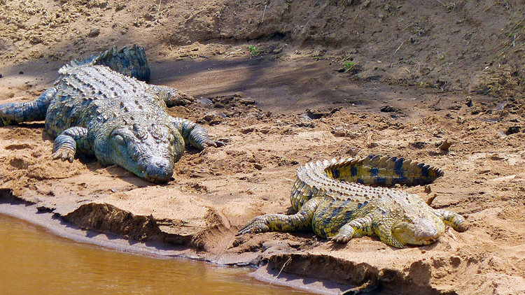 Deux crocodiles près d'un point d'eau