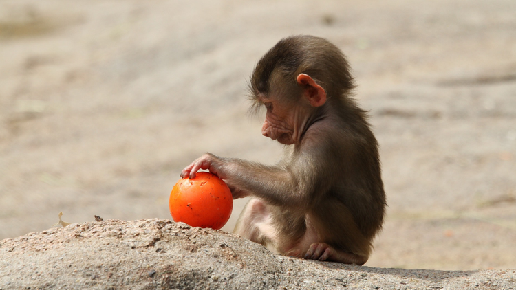 Bébé babouin jouant avec un fruit