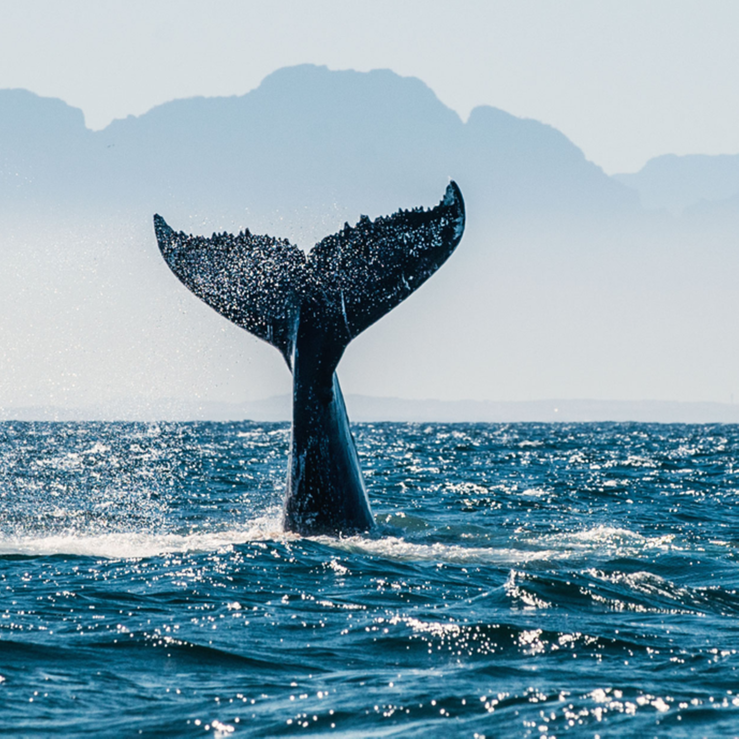 Nageoire caudale d'une baleine émergeant de l'océan