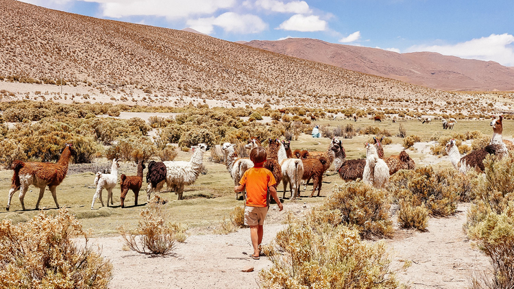 Découverte des llamas en Bolivie avec ses enfants