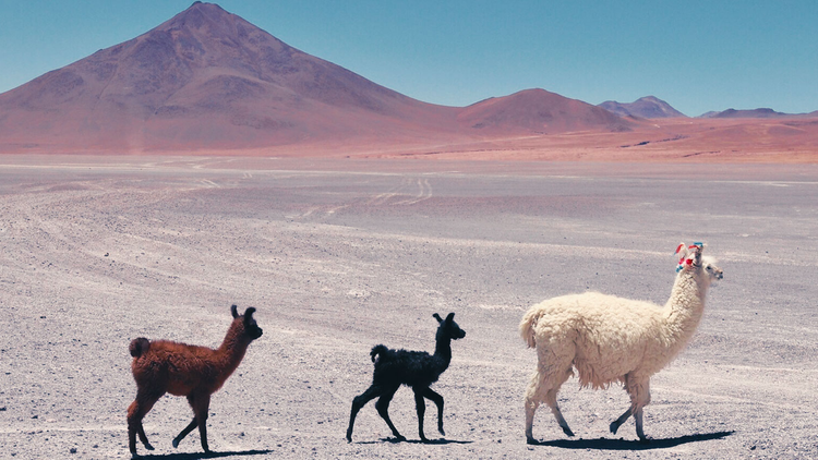 Traversée de lamas sur l'altiplano bolivien