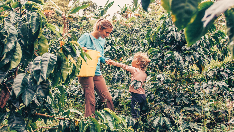 Cueillette du café en Colombie avec ses enfants