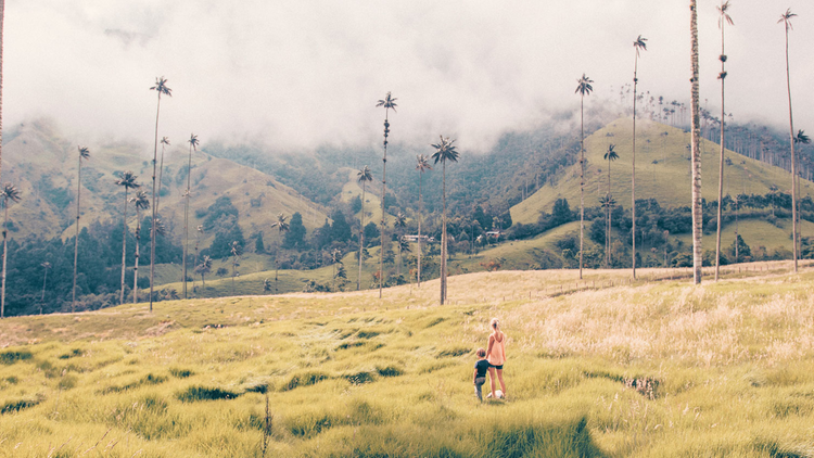 Palmiers de cire dans la vallée de Cocora en Colombie