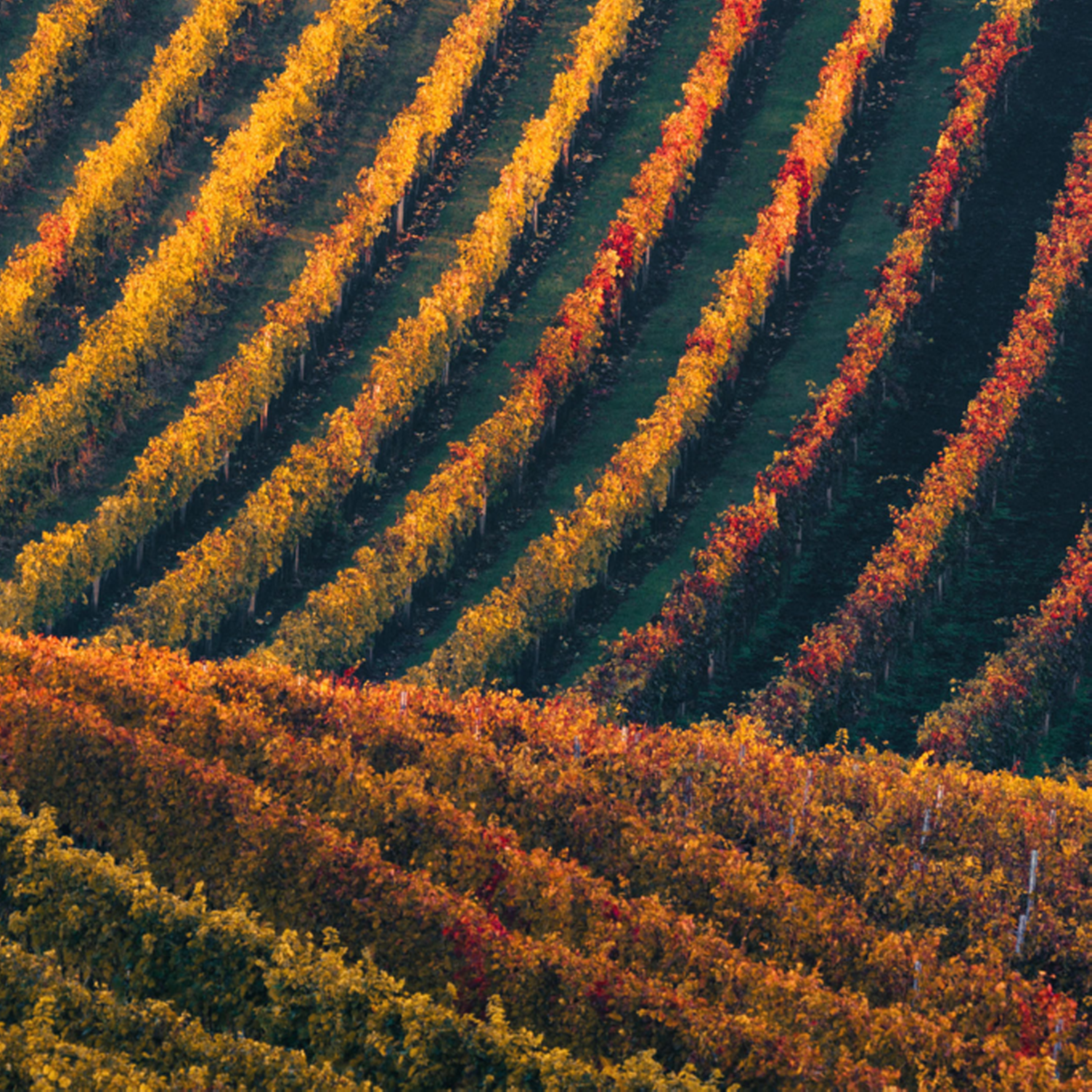 Rangs de vignes aux couleurs d'automne