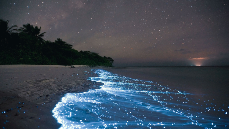 Plage avec la mer illuminée par du plancton bioluminescent