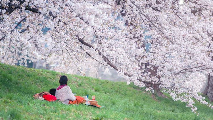Couple assis dans l'herbe sous les cerisiers en fleur