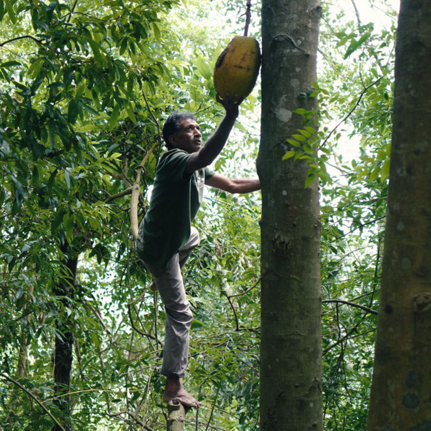 Un homme décrochant un fruit du jaquier dans une forêt au Sri Lanka