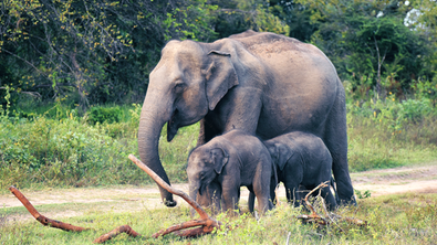 Minneriya Nationalpark