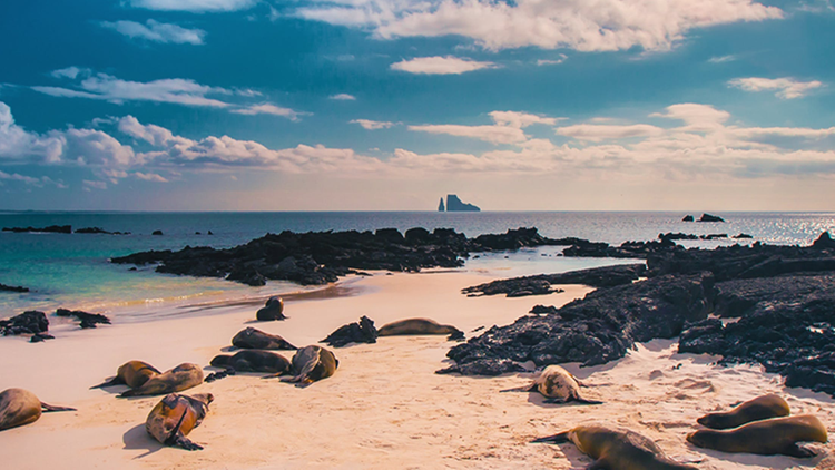 Seerobben am Strand, Galapagos