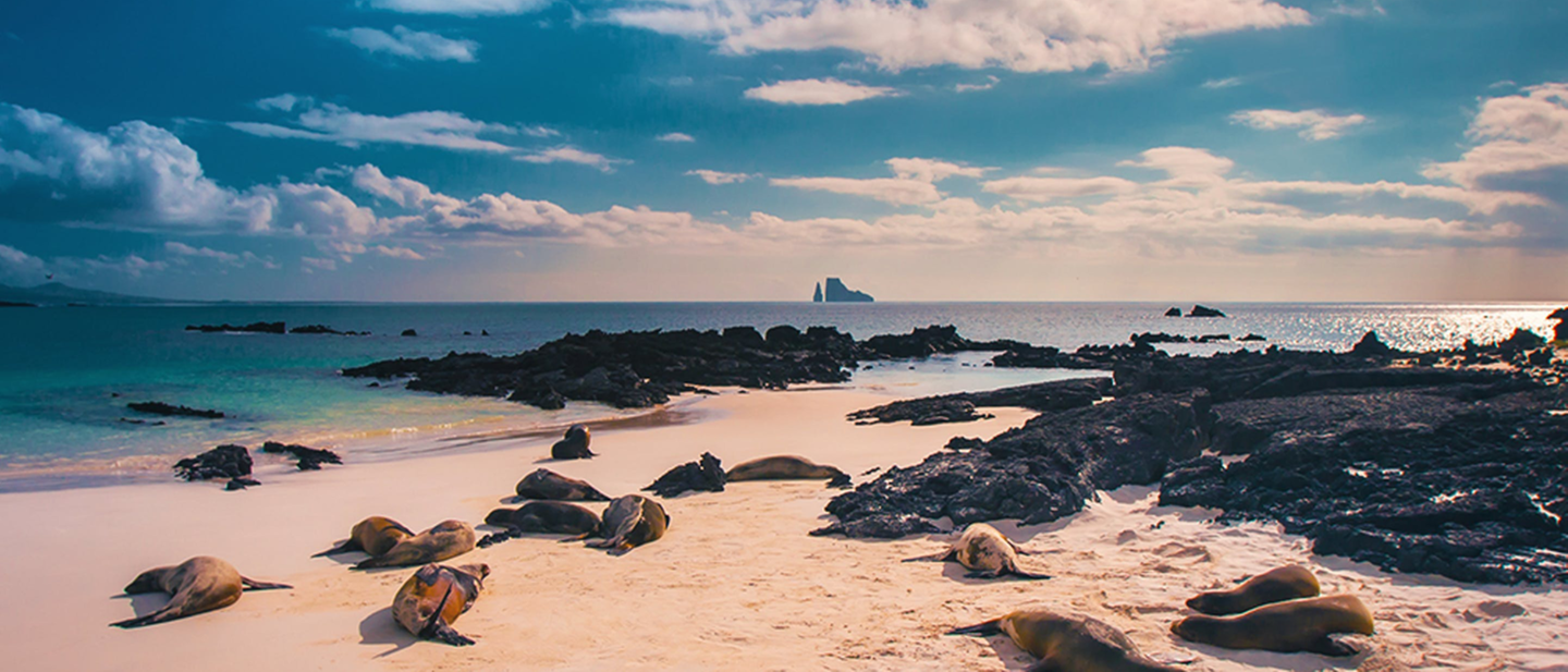 Seerobben am Strand, Galapagos