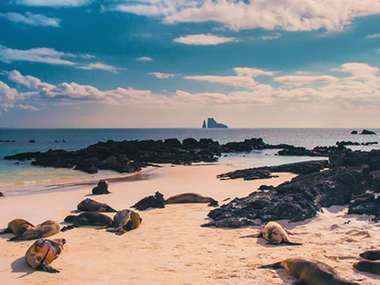 Seerobben am Strand, Galapagos