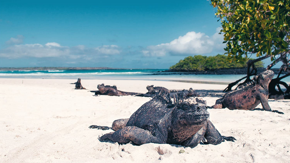 Iguana am Strand, Galapagos