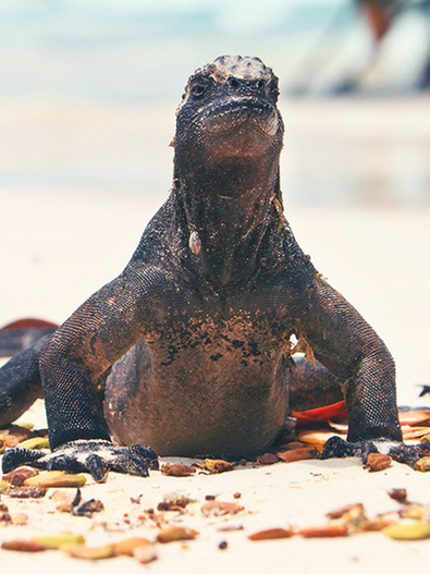 Iguana am Tortuga Bay, Galapagos