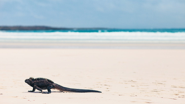 Iguana am Tortuga Bay, Galapagos