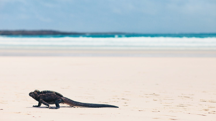 Iguana am Tortuga Bay, Galapagos