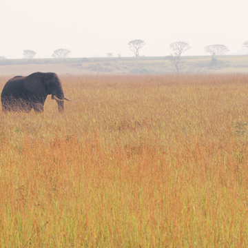 Éléphant dans la savane en Ouganda
