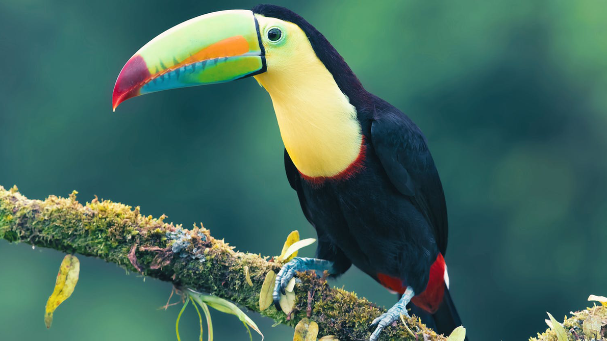 Les animaux emblématiques du Costa Rica Evaneos