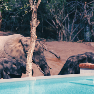 Family safari in Africa