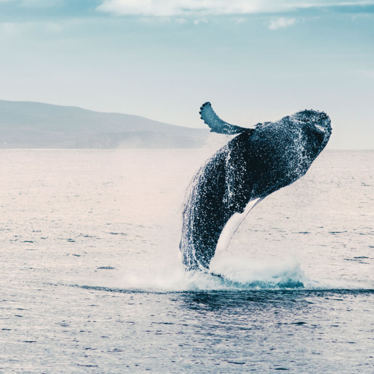 Ein Wal springt vor der Küste Islands aus dem Wasser