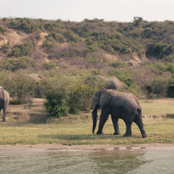 Troupeau d'éléphants marchant au bord d'un fleuve