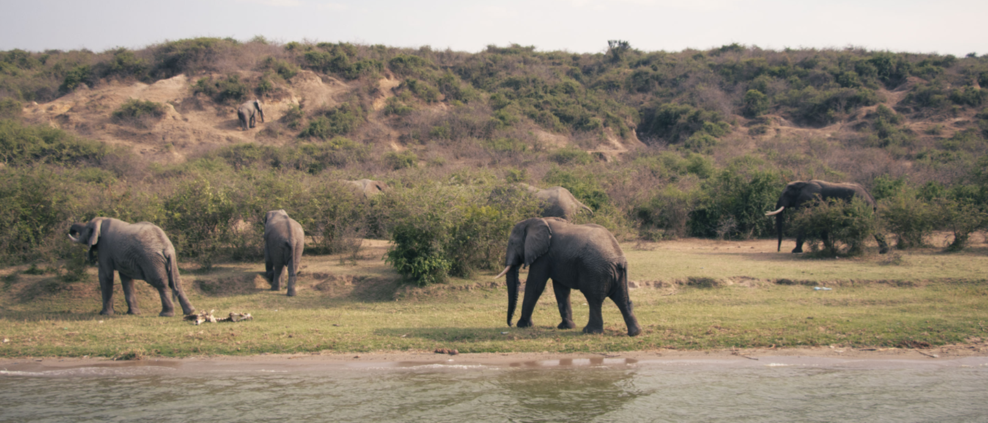 Troupeau d'éléphants marchant au bord d'un fleuve