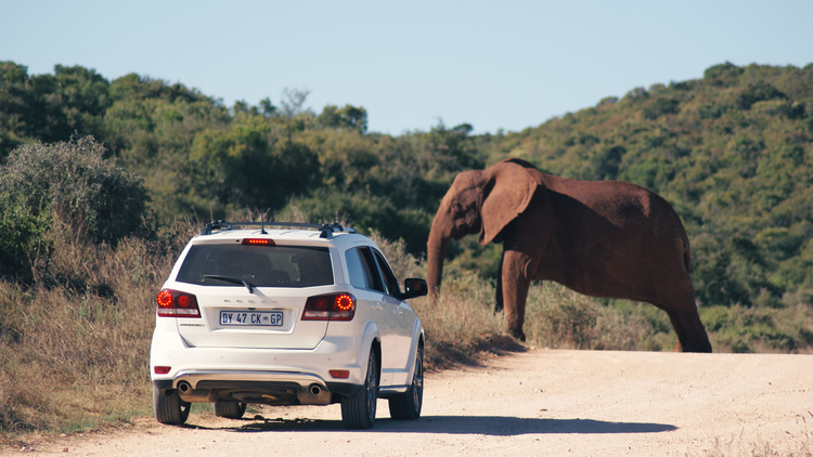 Une voiture arrêtée sur une piste que traverse un éléphant