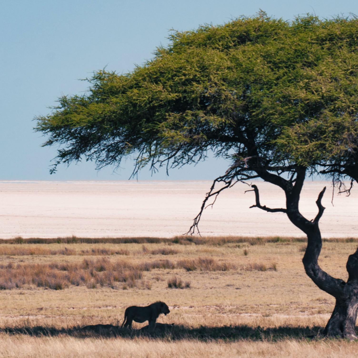 Un leone sotto un albero nel parco Etosha, Namibia