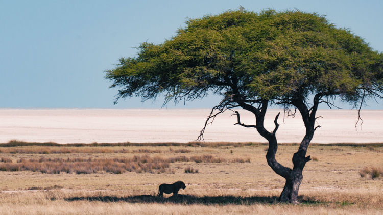 Visiter l'Afrique : les animaux de la savane pour un safari inoubliable