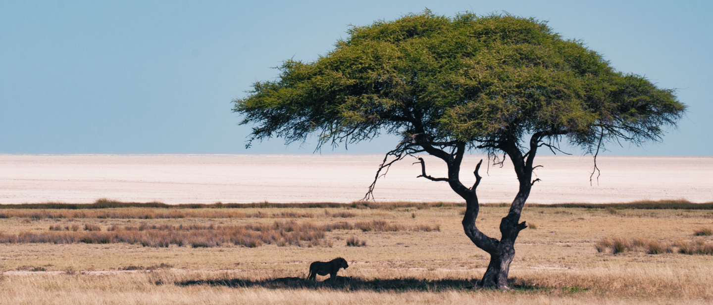 Ein Löwe unter einem Baum im Etosha-Park in Namibia.