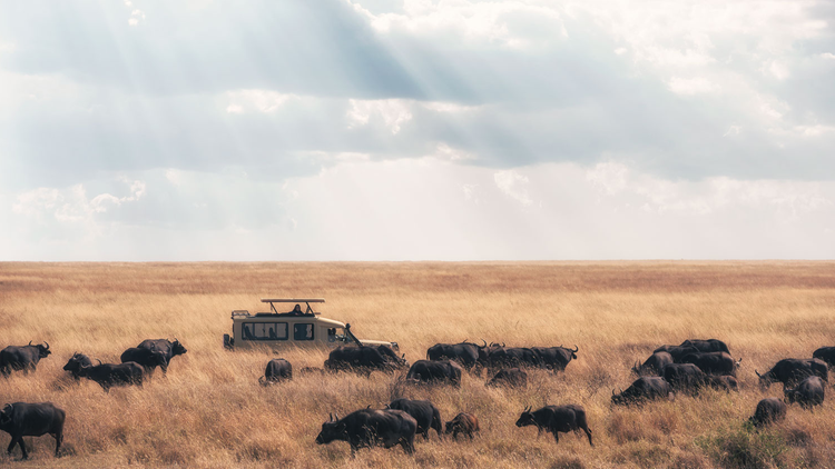 Ein 4x4 in der Mitte einer Büffelherde im Serengeti-Park in Tansania.