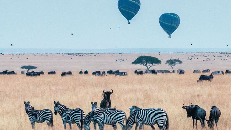 Heissluftballons, die im Masai Mara Park in Kenia über Büffel und Zebras fliegen
