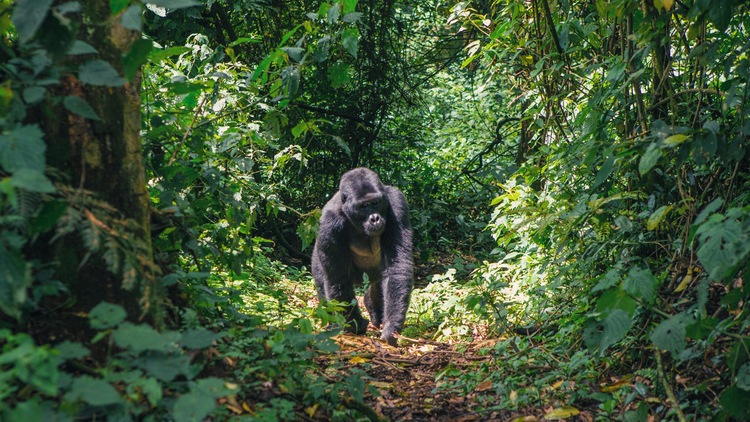 Gorilla im Bwindi-Park, Uganda