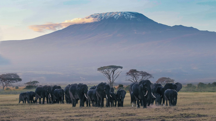 Branco di elefanti nel parco Amboseli con il Kilimangiaro sullo sfondo