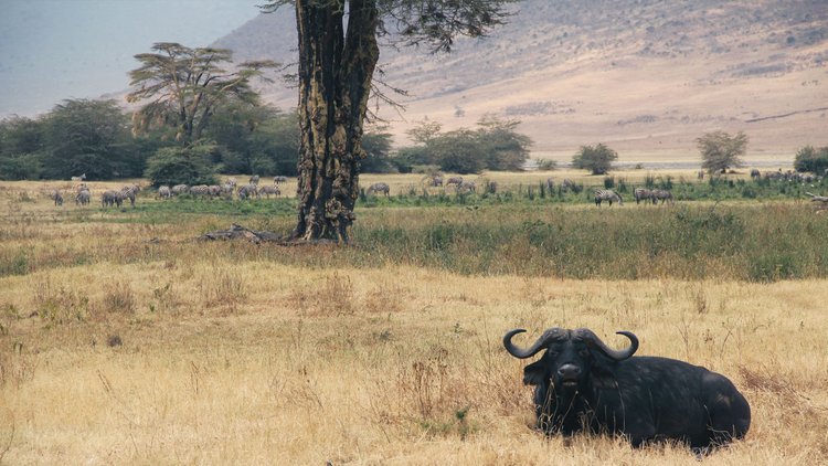 Bufalo nel parco di Ngorongoro, Tanzania