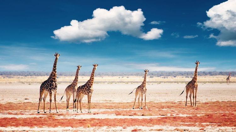 Giraffenherde im Etosha-Park in Namibia