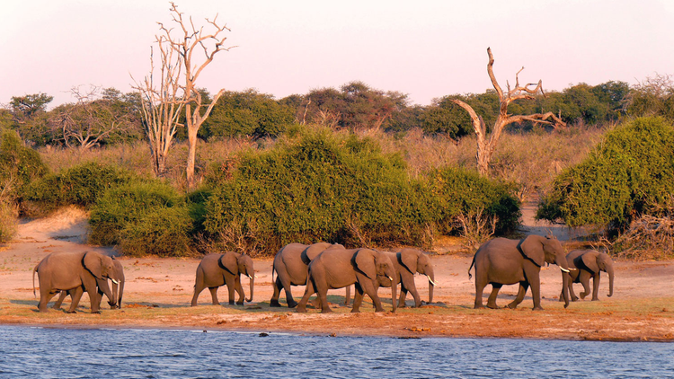 Elefantenherde entlang eines Flusses im Chobe-Park, Botswana.