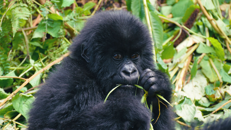 Junger Gorilla im Vulkan-Nationalpark in Ruanda