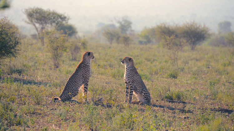 Coppia di ghepardi nel parco Kruger