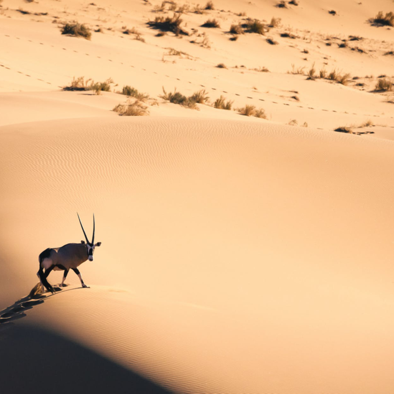 Oryx sur une dune de sable dans le désert de Namibie