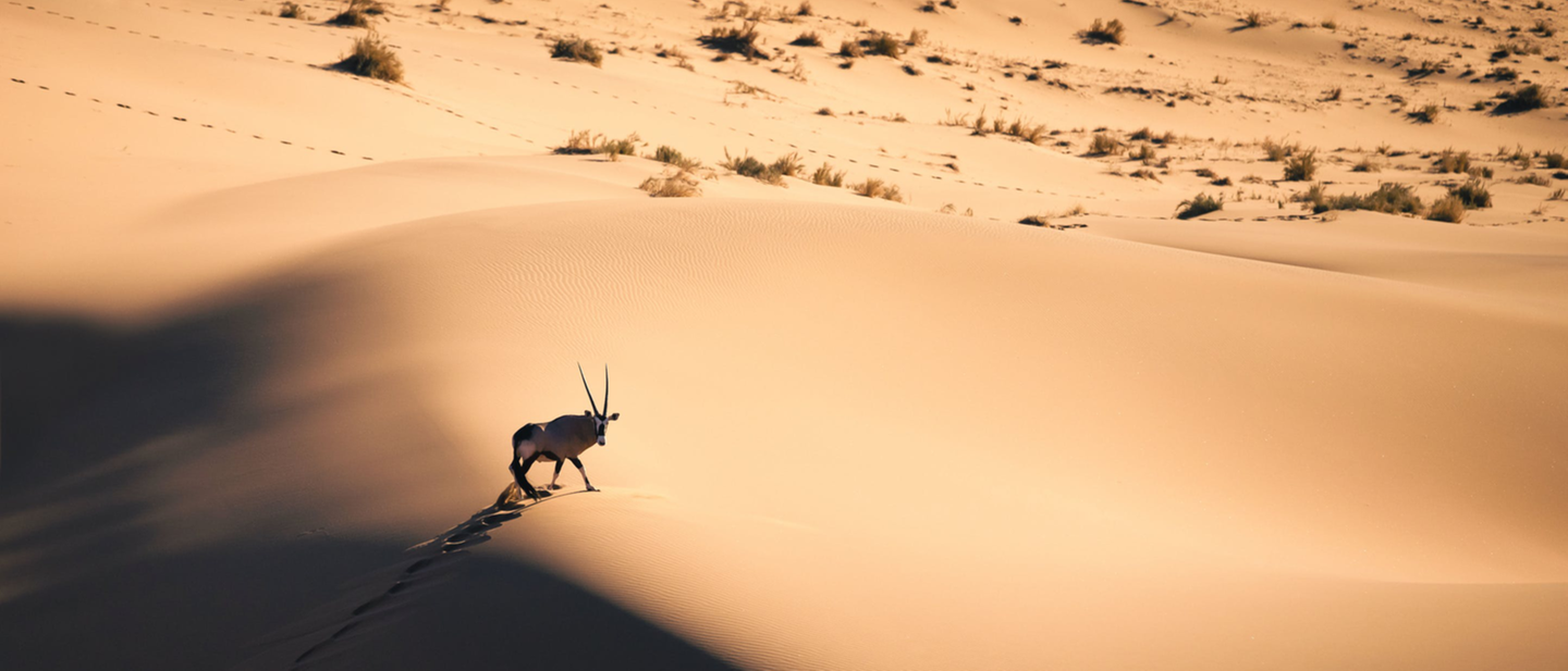 rencontre avec animaux