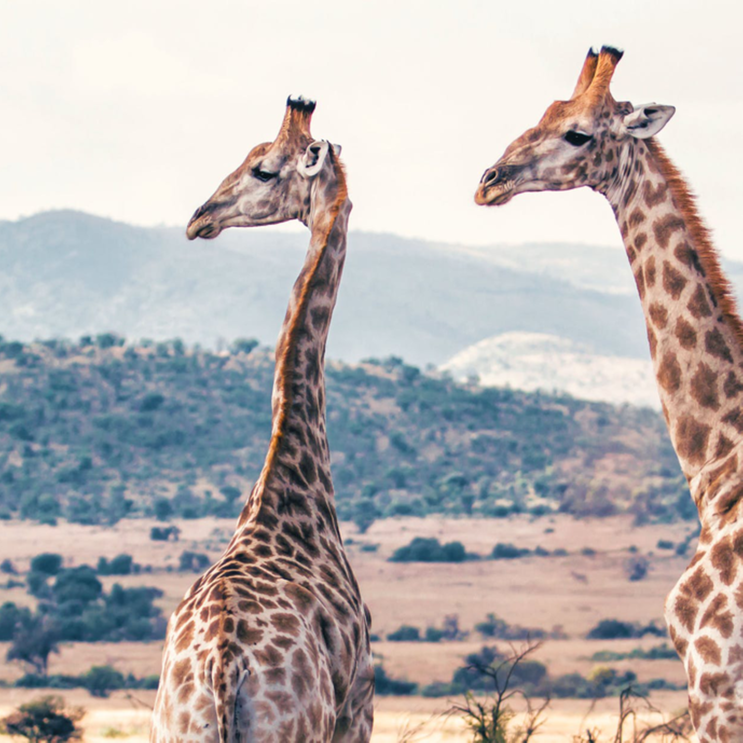 Deux girafes dans le parc Pilanesberg en Afrique du Sud