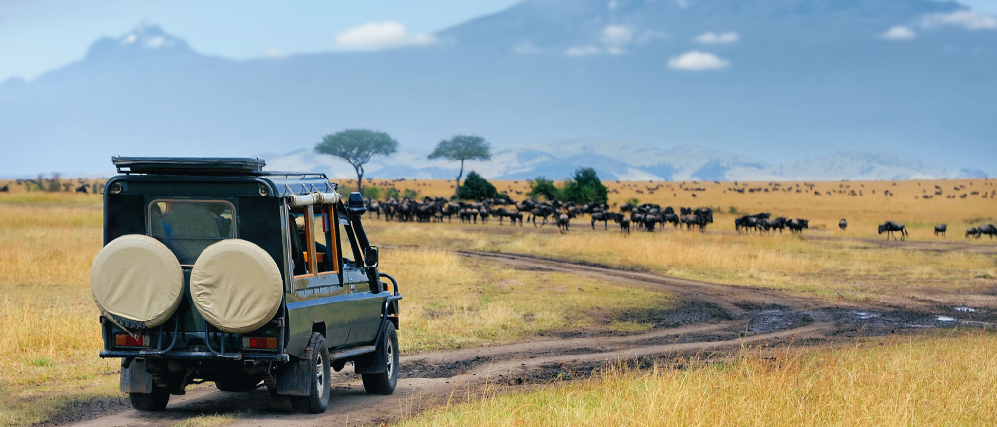 Les meilleures destinations pour partir en safari evaneos
