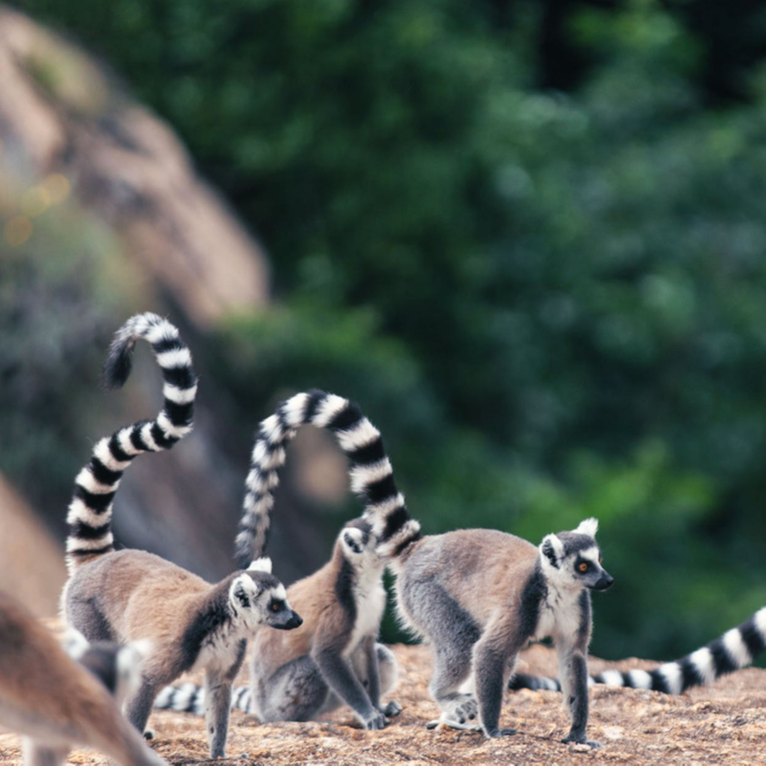 Un groupe de maki catta de Madagascar