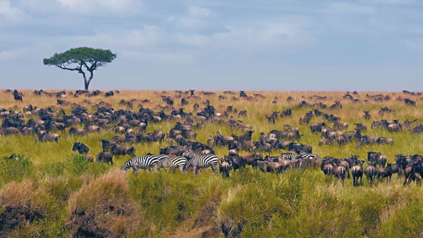 Masai Mara