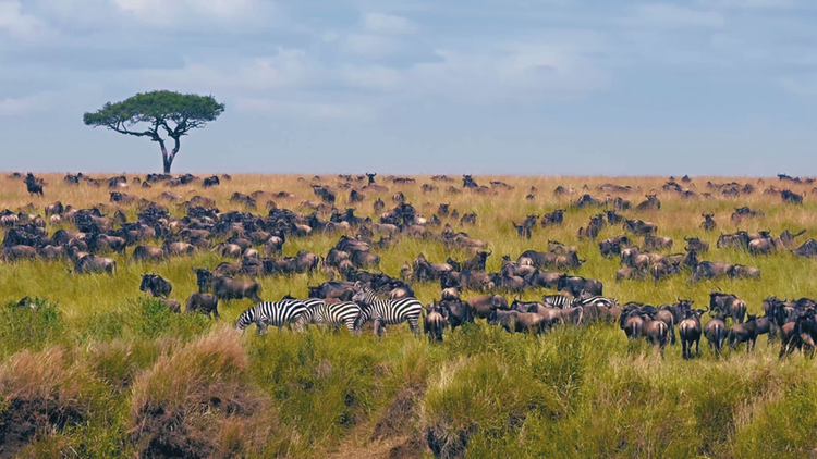 Masai Mara