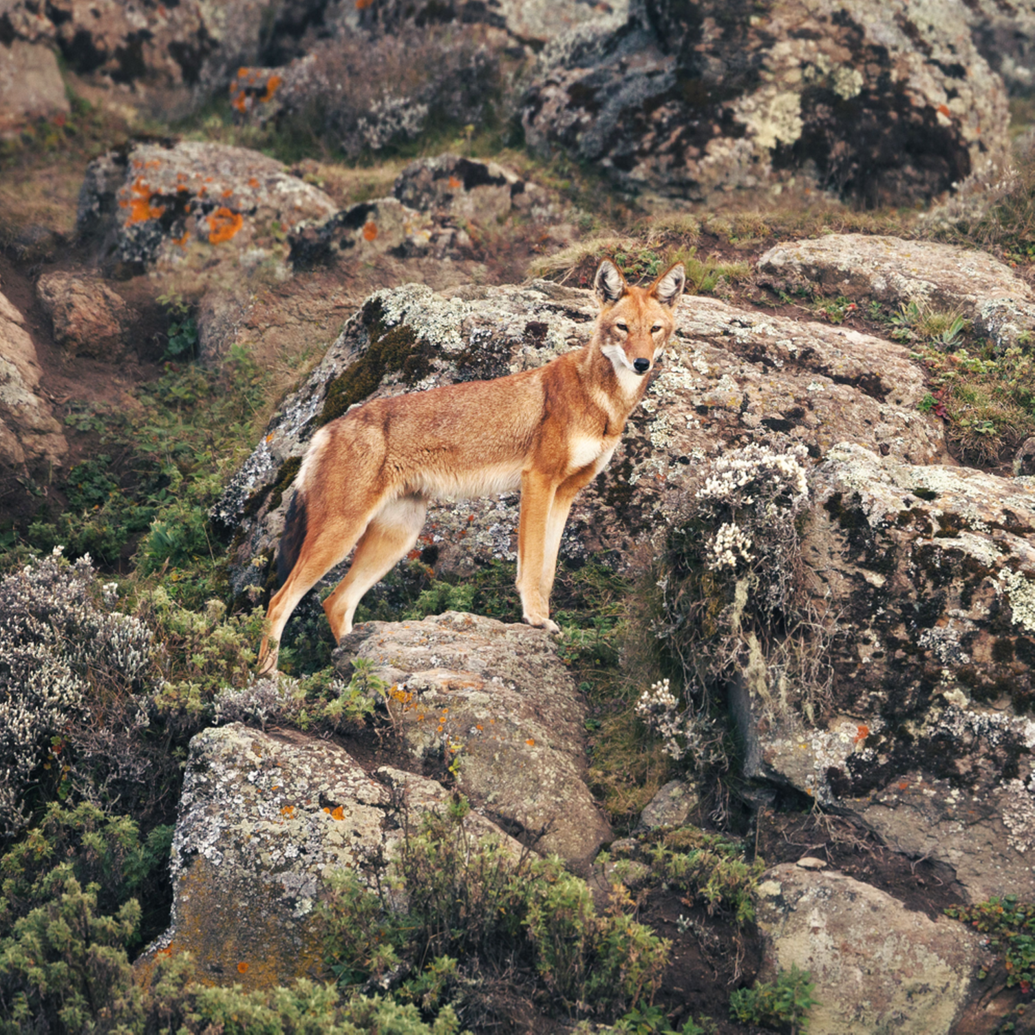 Loup d'Ethiopie dans le parc de Simien