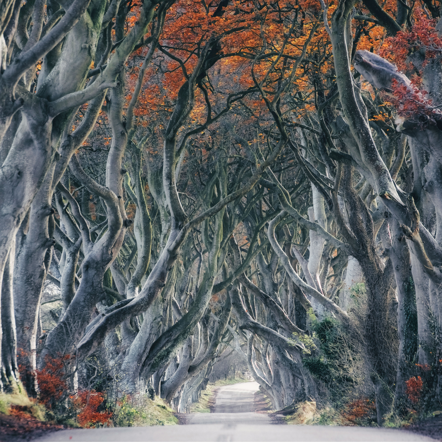 Route traversant une forêt irlandaise